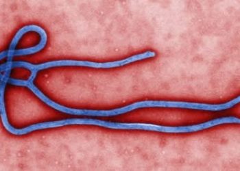 Ebola Alert: Lagos Mandates Strict Hygiene Upgrades for Hotels, Clubs