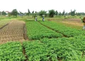 Lagos Consumers Warned of Rising Vegetable Costs After Heavy Floods