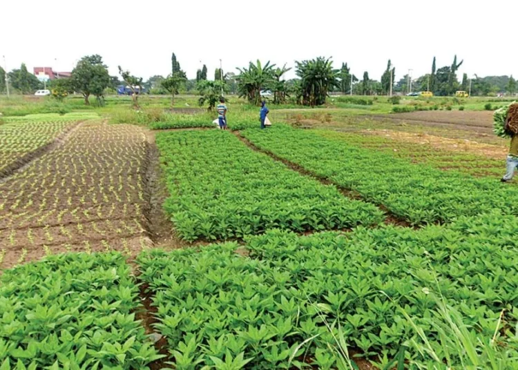 Lagos Consumers Warned of Rising Vegetable Costs After Heavy Floods