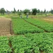 Lagos Consumers Warned of Rising Vegetable Costs After Heavy Floods